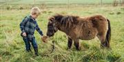 Boy feeding horse in field