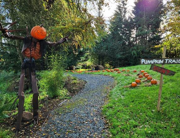 Halloween Pumpkin Patch