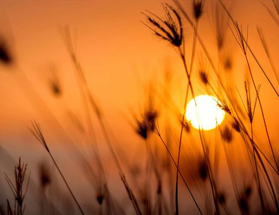 Image shows stems from grasslands with bright orange sunrise in the background