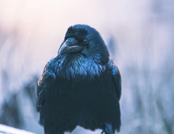 Black and white image of a raven