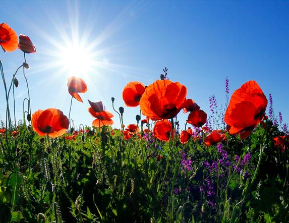 Red poppies in a field