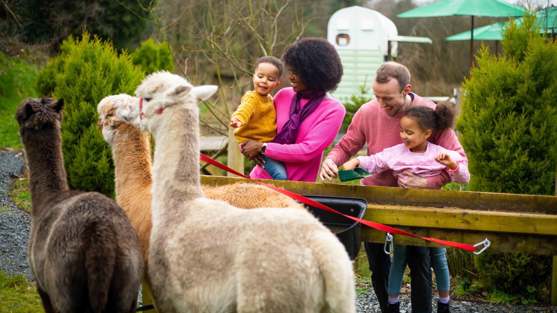 Alpaca Trekking at Ballyburren Escapes