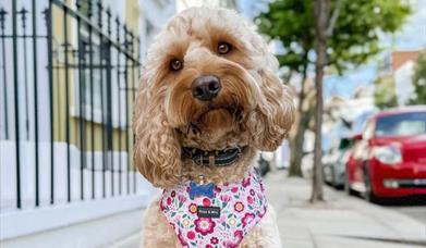 Dog posing in Rose and Milo harness