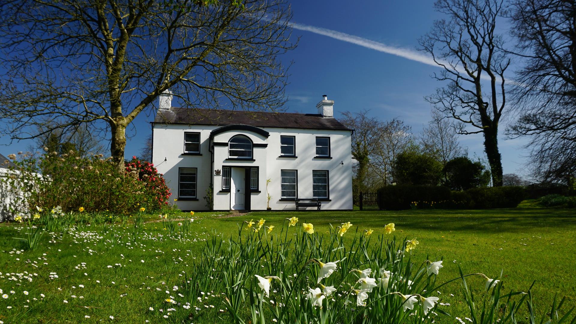 Spring time at The Ballance House with daffodils blowing in the wind