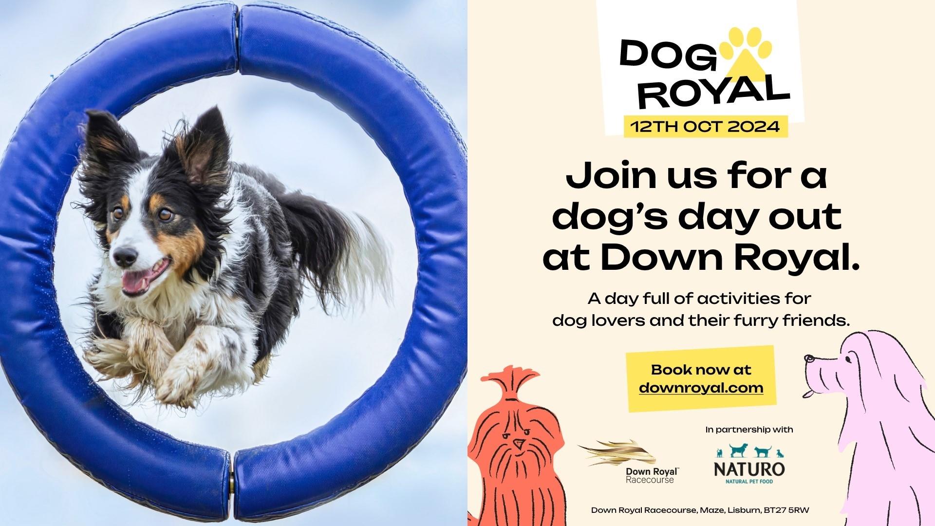 Image is of a dog jumping through a hoop and a post for the Dog Royal event at Down Royal Racecourse