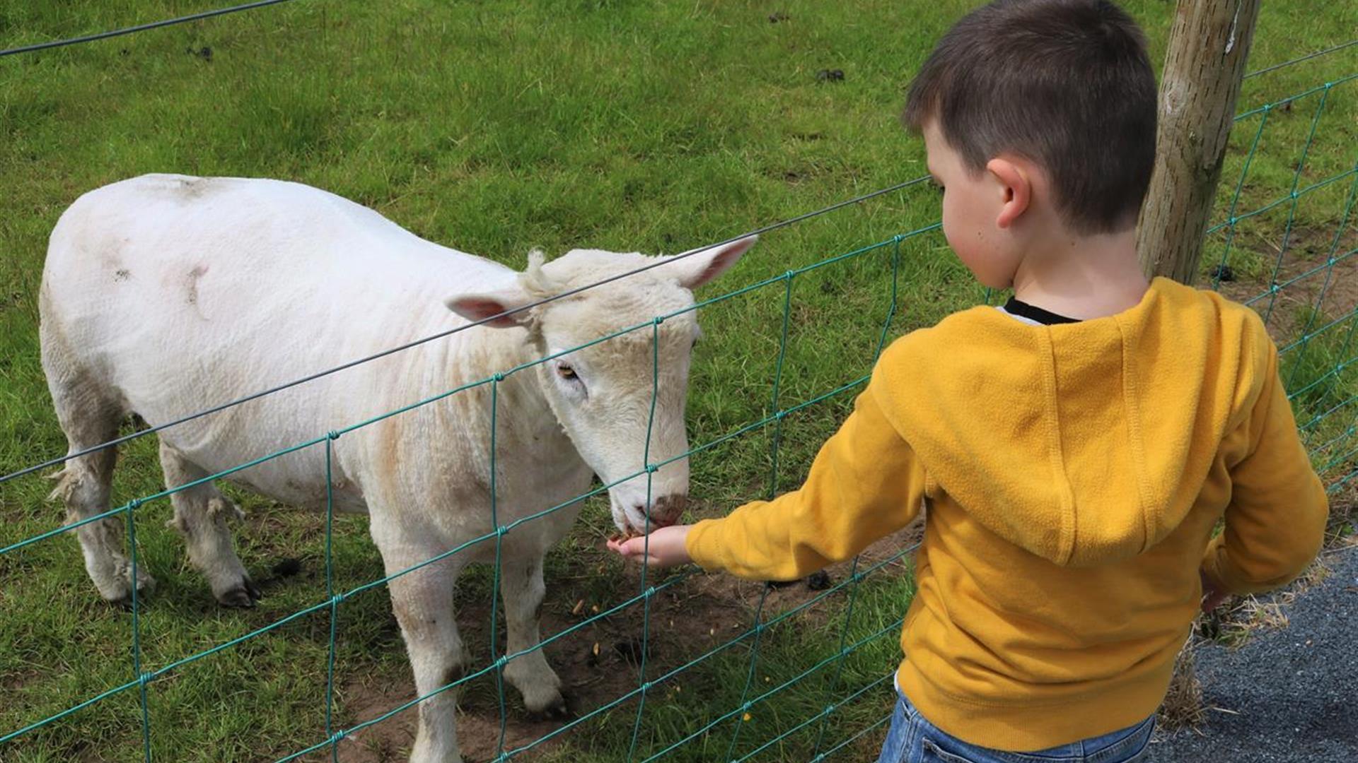 Image is of a boy feeding a lamb at Laganvale Farm