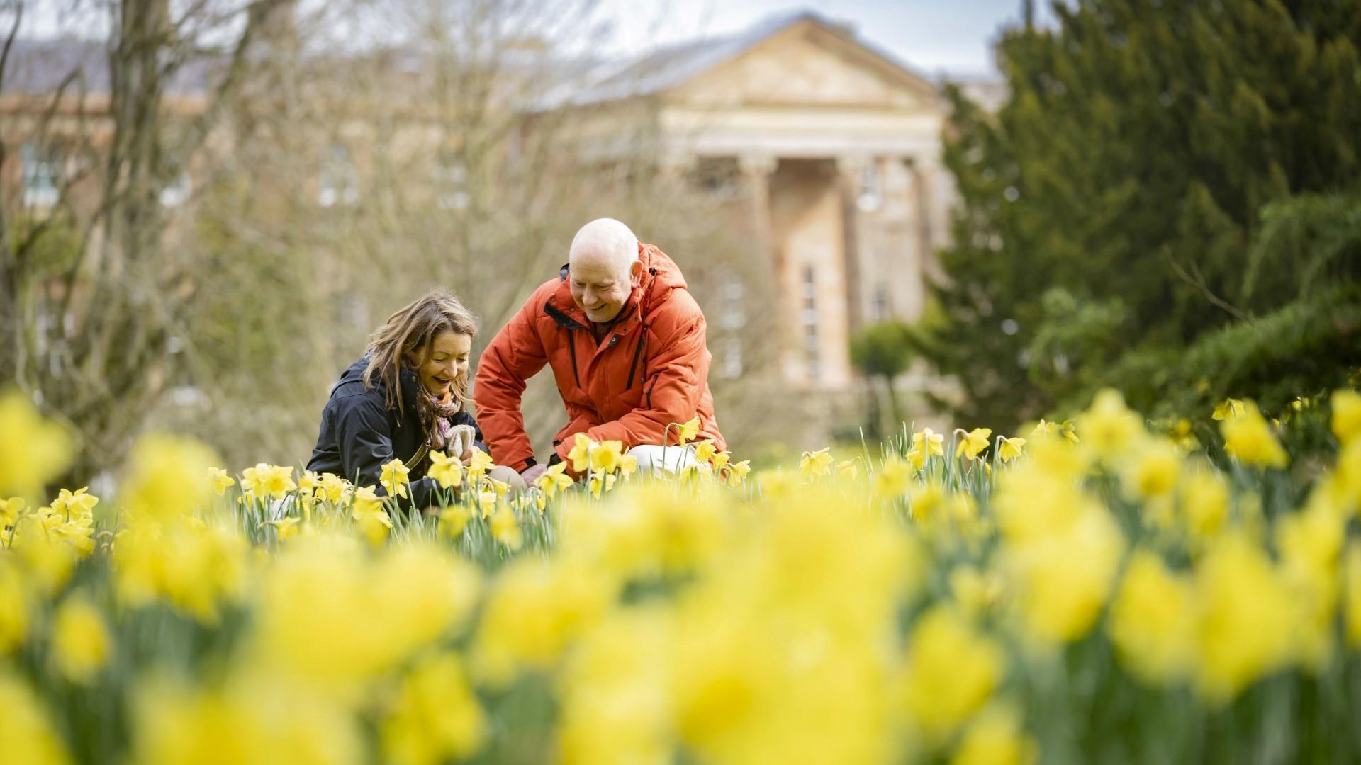 Image shows a man and woman knelt down admiring the display of daffodils with Hillsborough Castle in the background