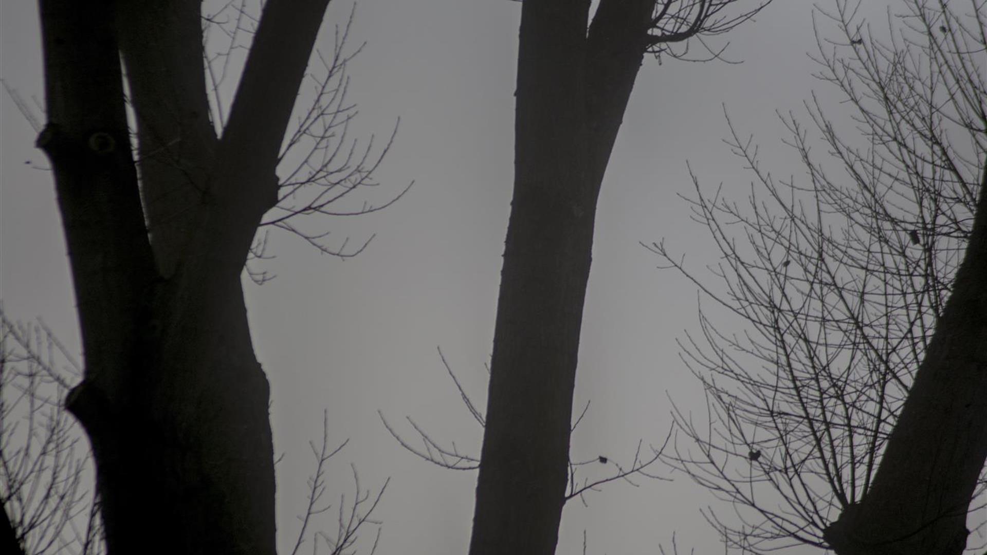 Night time scene with trees and the moon