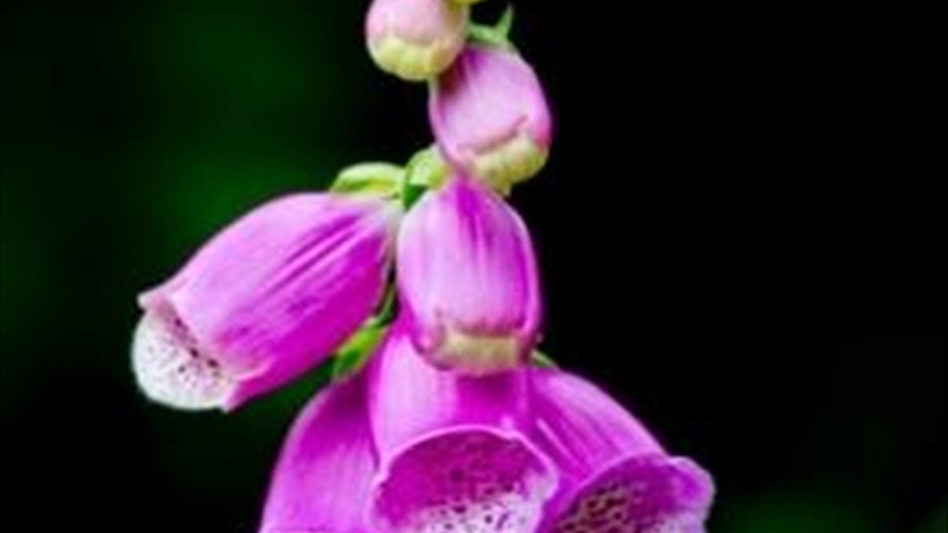 Image is of the flower foxglove in the Lagan Valley Regional Park