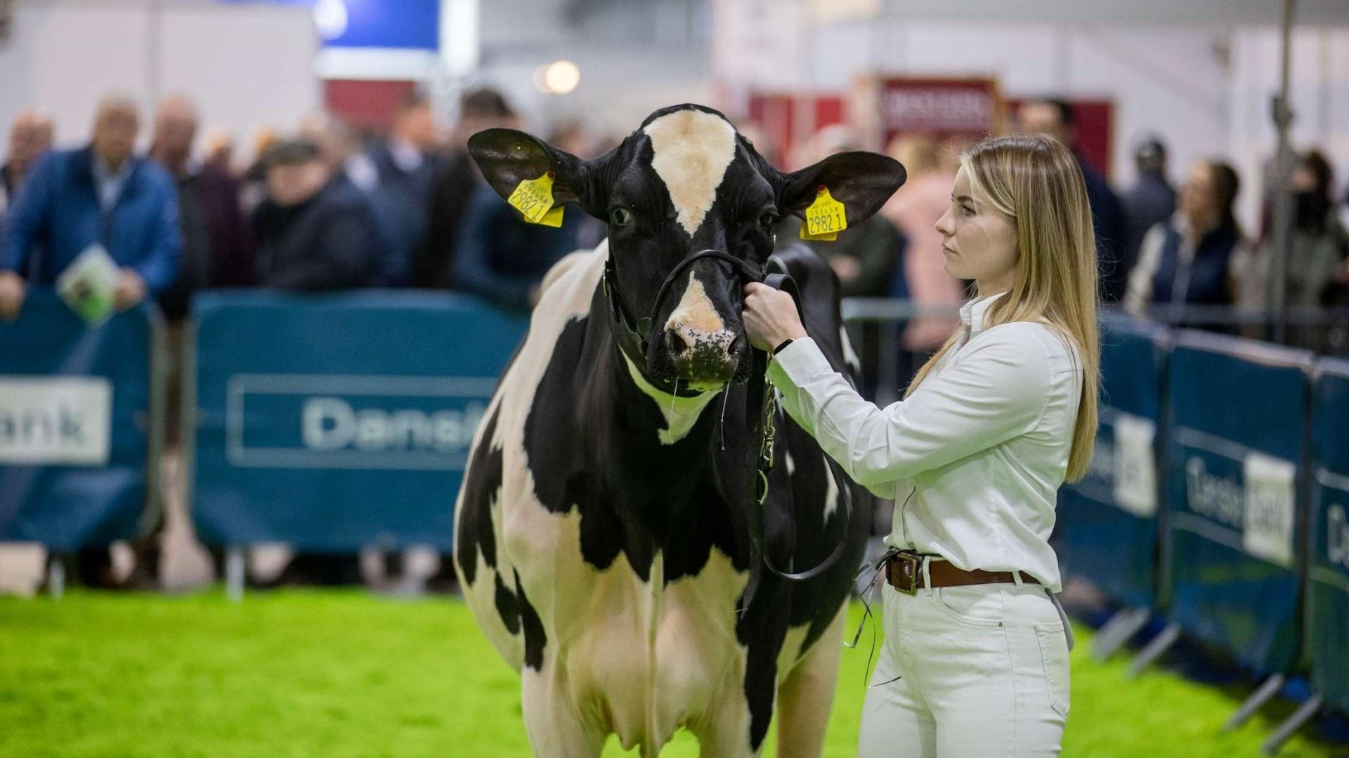 The Royal Ulster Winter Fair