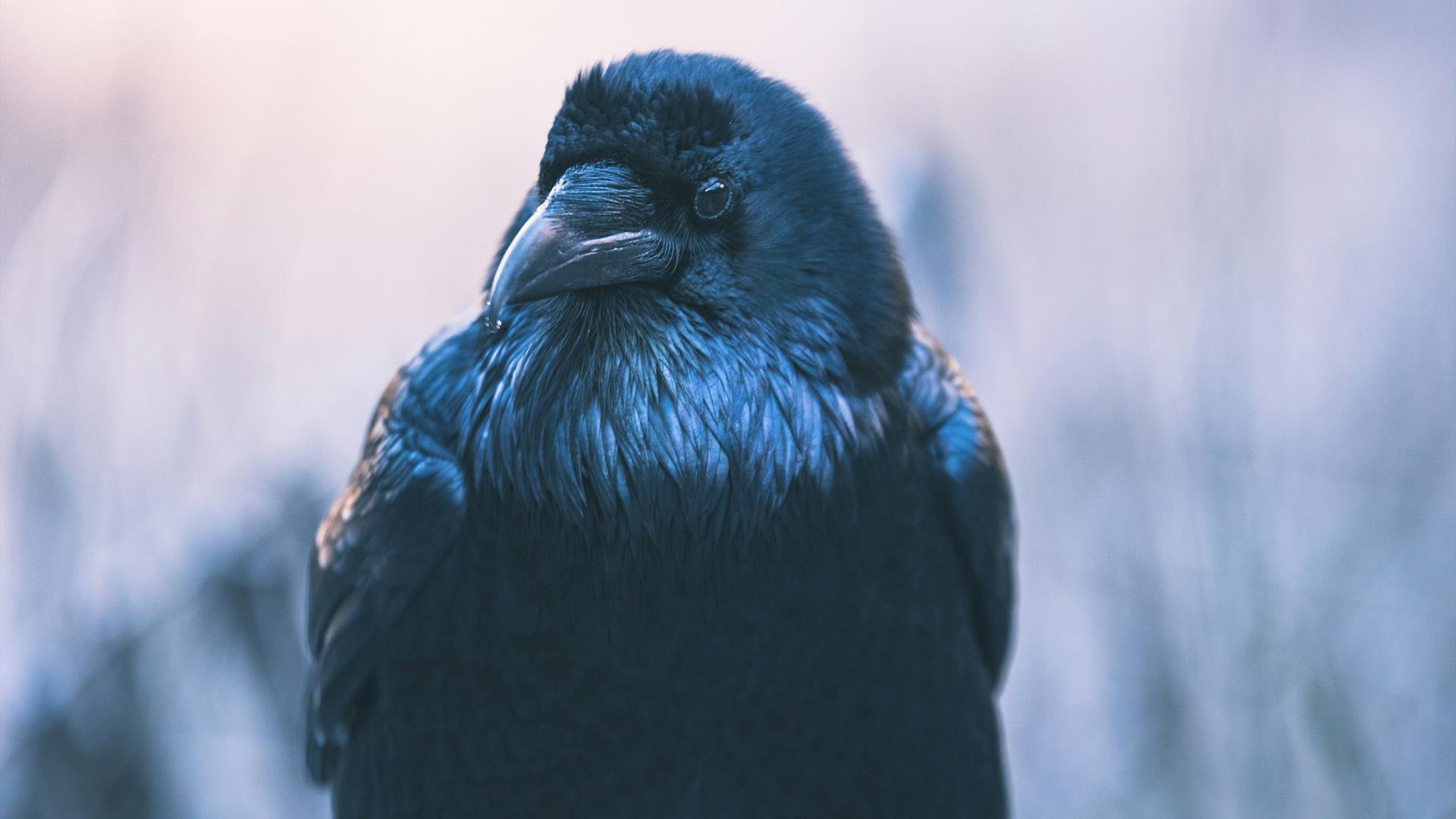 Black and white image of a raven