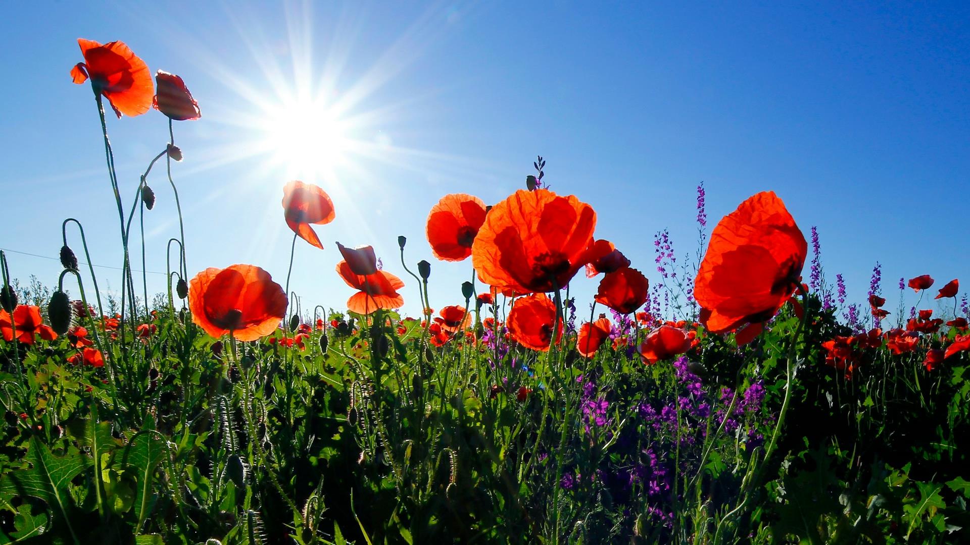 Red poppies in a field