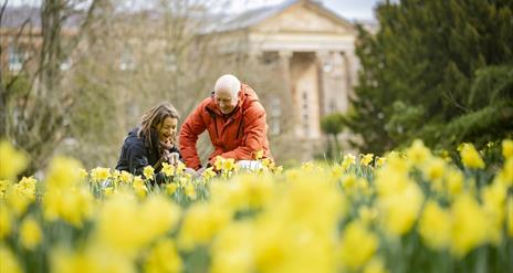 Image shows a man and woman knelt down admiring the display of daffodils with Hillsborough Castle in the background