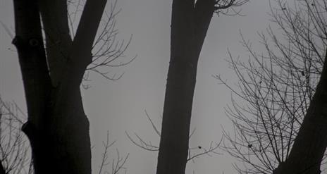 Night time scene with trees and the moon