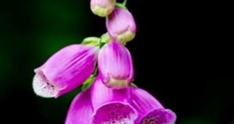 Image is of the flower foxglove in the Lagan Valley Regional Park