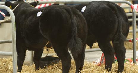 Image is of 2 cows in a pen at an agricultural show in the Eikon Exhibition Centre Lisburn