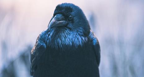 Black and white image of a raven