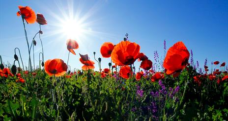 Red poppies in a field