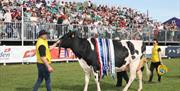 Image is of a cow and demonstrators at the Balmoral Show