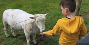 Image is of a boy feeding a lamb at Laganvale Farm