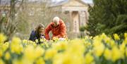 Image shows a man and woman knelt down admiring the display of daffodils with Hillsborough Castle in the background