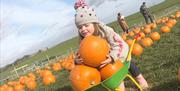 Child with wheelbarrow full of pumpkins in Pumpkin Patch at Streamvale Farm