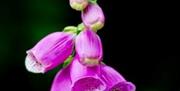 Image is of the flower foxglove in the Lagan Valley Regional Park