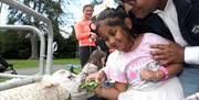 An image of a family feeding at a Lamb at the petting zoo  during Park Life.