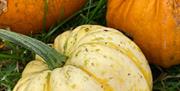 Pumpkins at Laganvale Farm