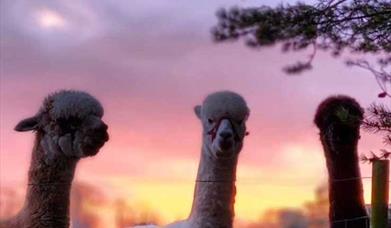 Image of Alpacas at Ballyburren