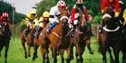 Image is of many horses and jockeys in mid race